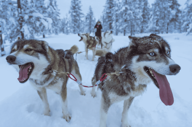 Park City Tours | Adventures Worth the Hype