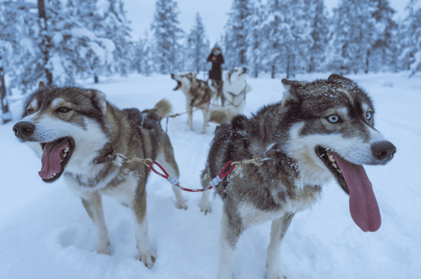 Dog sledding, one of the best tours in Park City.